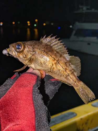 アカメバルの釣果