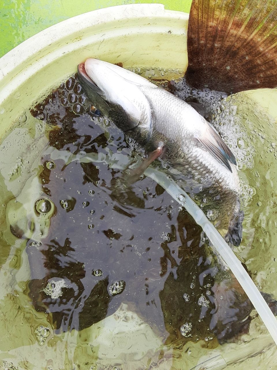 アングラ～たつさんの釣果 2枚目の画像