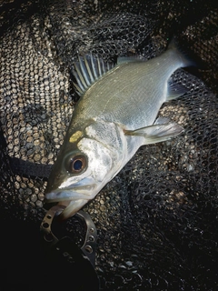 スズキの釣果