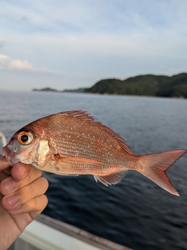 チャリコの釣果