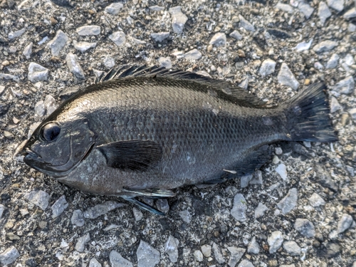 メジナの釣果