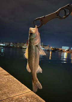 フッコ（マルスズキ）の釣果