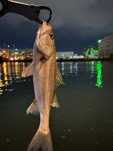 フッコ（マルスズキ）の釣果