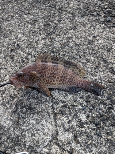 オオモンハタの釣果