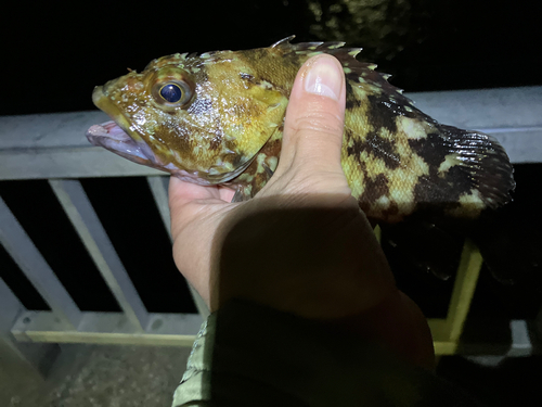 カサゴの釣果