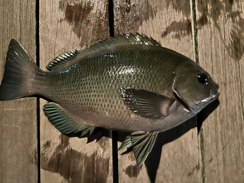 メジナの釣果