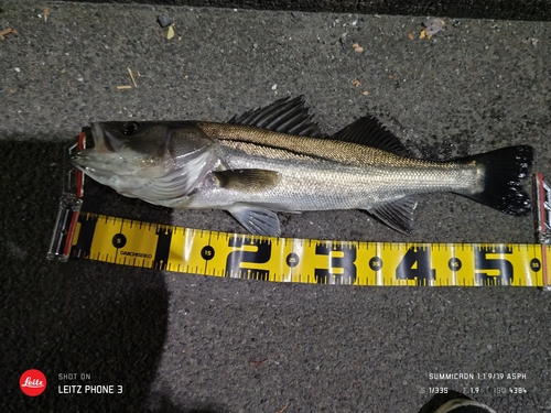 シーバスの釣果