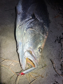 オオニベの釣果