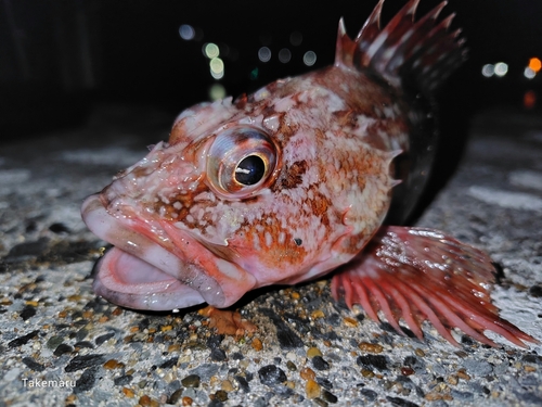 カサゴの釣果