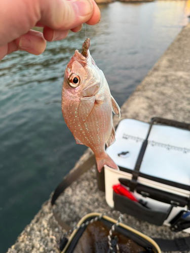 タイの釣果