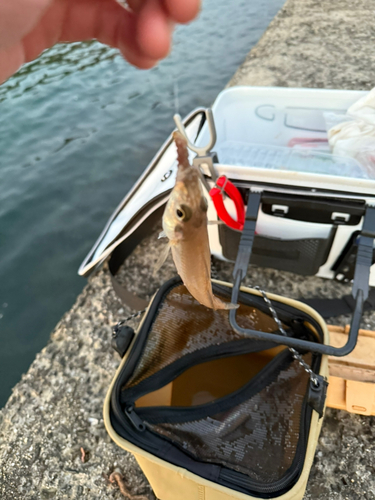 キスの釣果