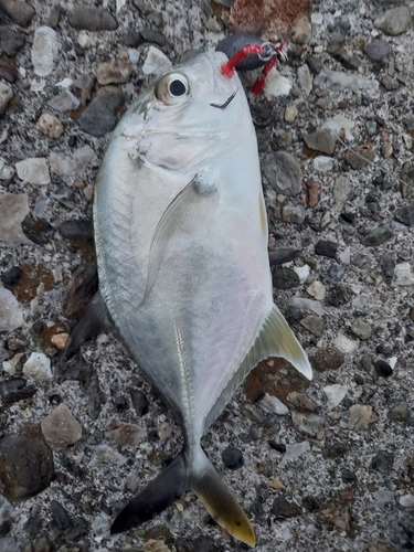 メッキの釣果