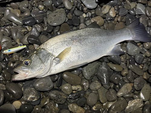 ヒラスズキの釣果