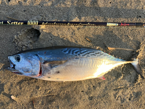 スマカツオの釣果