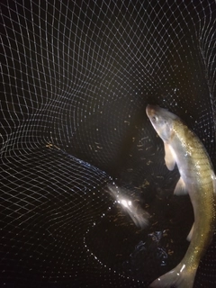 ウグイの釣果