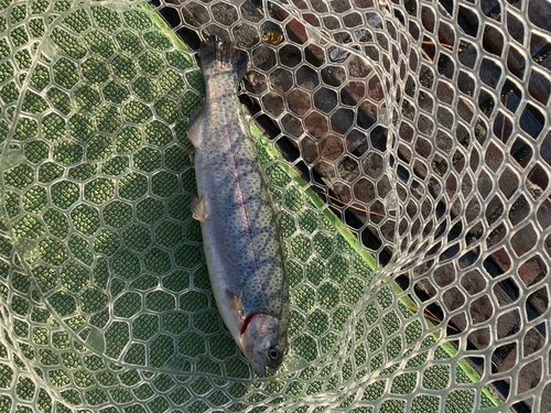 ニジマスの釣果