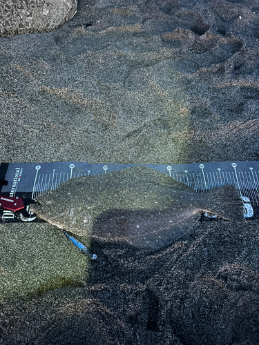 ヒラメの釣果