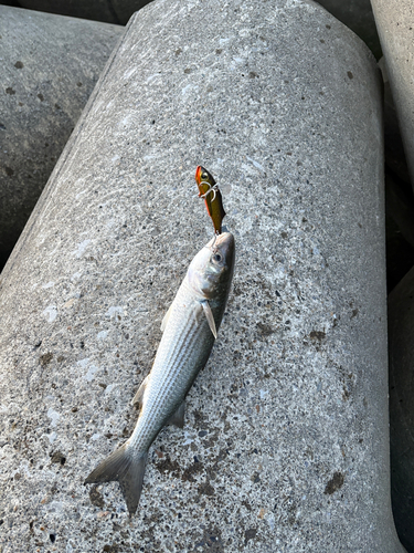 コノシロの釣果