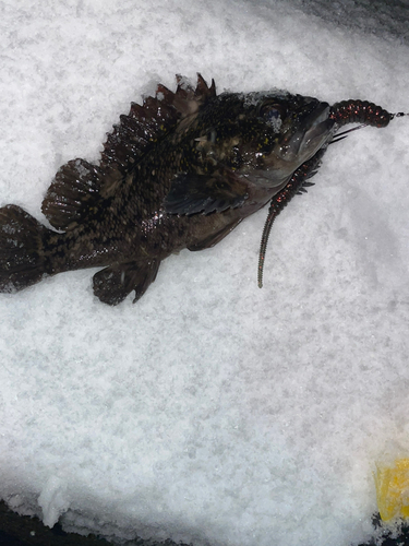 ムラソイの釣果