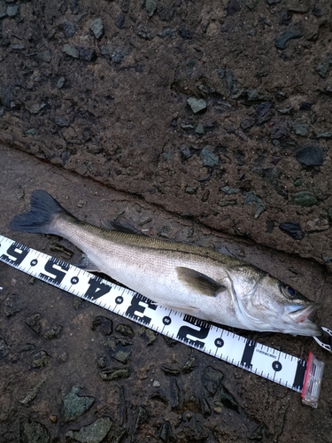 スズキの釣果