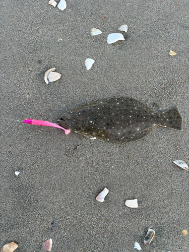 ソゲの釣果