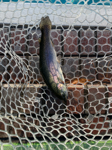 ニジマスの釣果