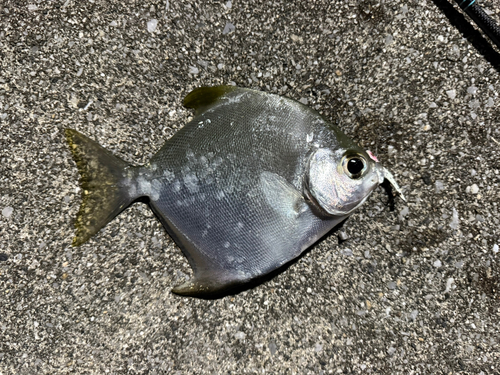 釣果