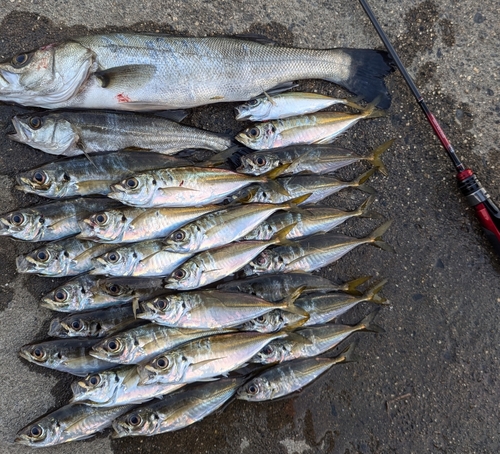 マアジの釣果