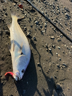 ニベの釣果