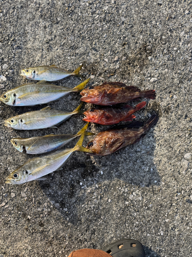 アジの釣果