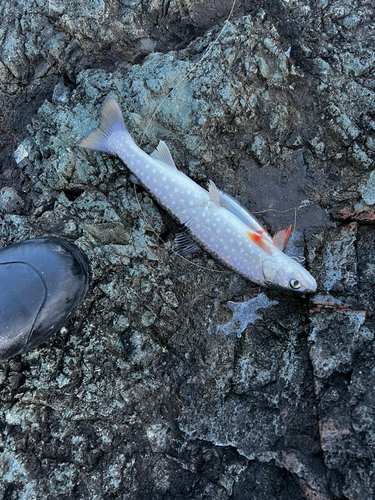 ウミアメの釣果