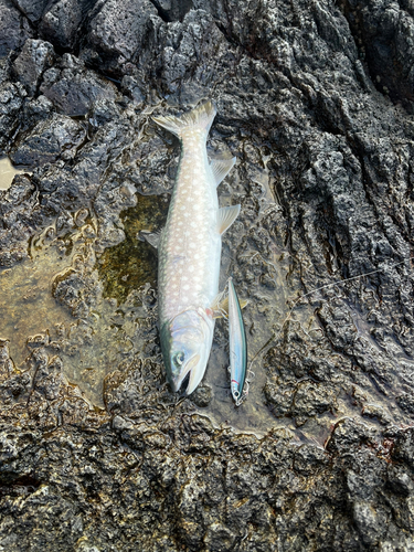 ウミアメの釣果