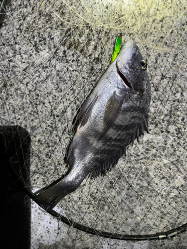 クロダイの釣果