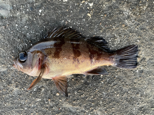 メバルの釣果