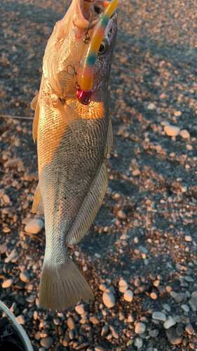 ニベの釣果