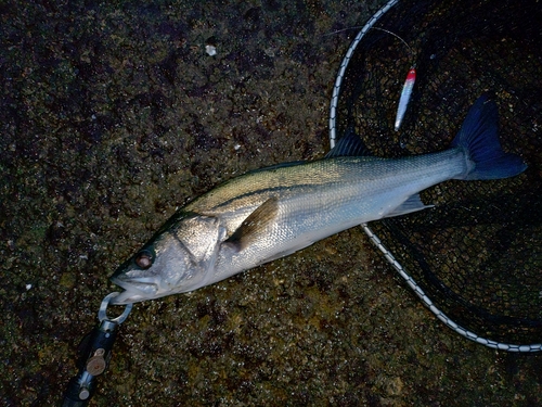 マルスズキの釣果