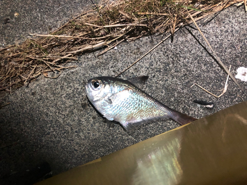 ミナミハタンポの釣果