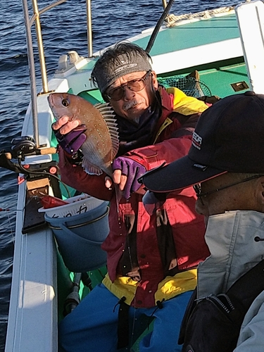 マダイの釣果