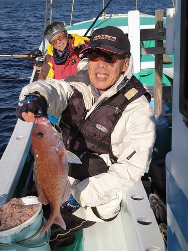 マダイの釣果