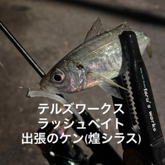 マアジの釣果