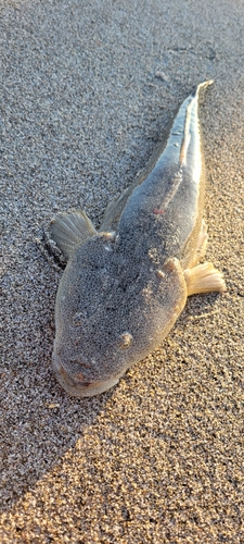 マゴチの釣果