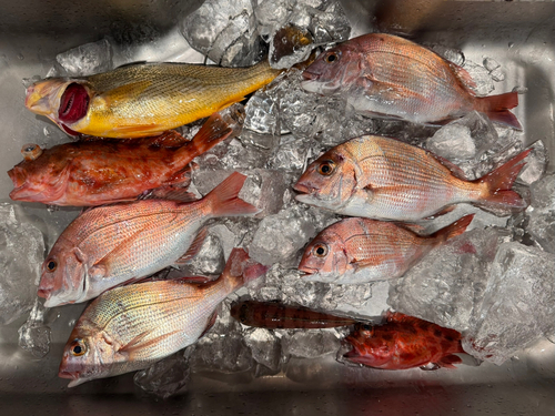 タイの釣果