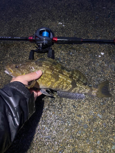 アイナメの釣果