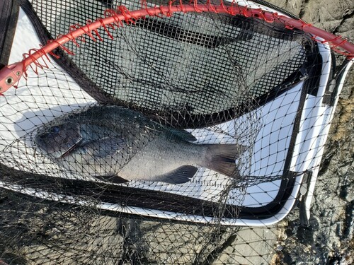 メジナの釣果