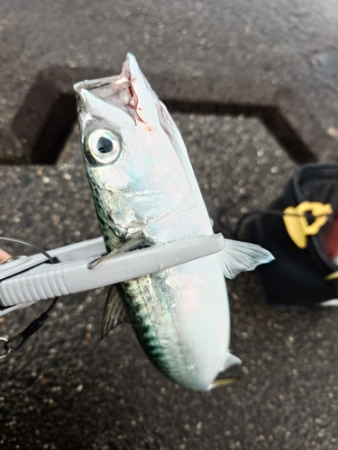 サバの釣果