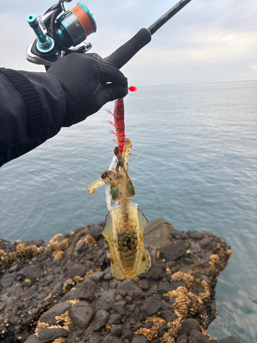 アオリイカの釣果