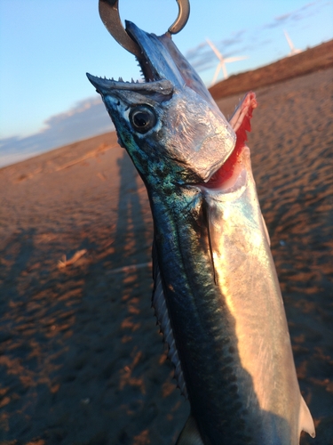 サゴシの釣果