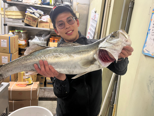 シーバスの釣果