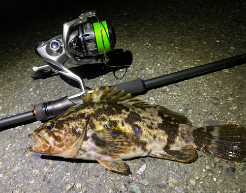 タケノコメバルの釣果