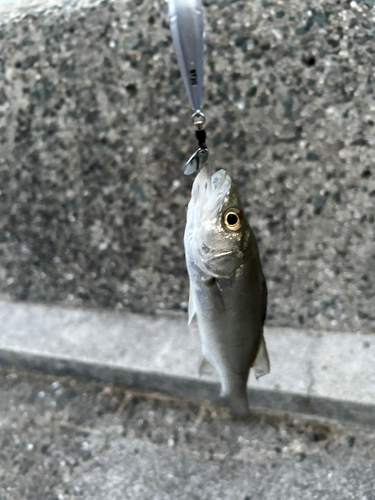 セイゴ（マルスズキ）の釣果